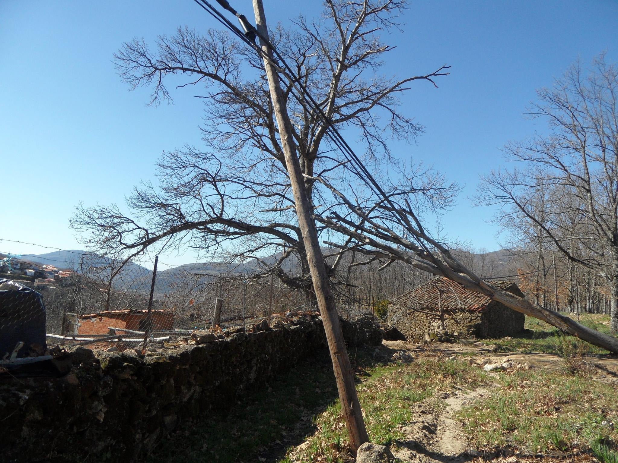 Un árbol cayó sobre un tendido telefónico en Casas de Castañar.