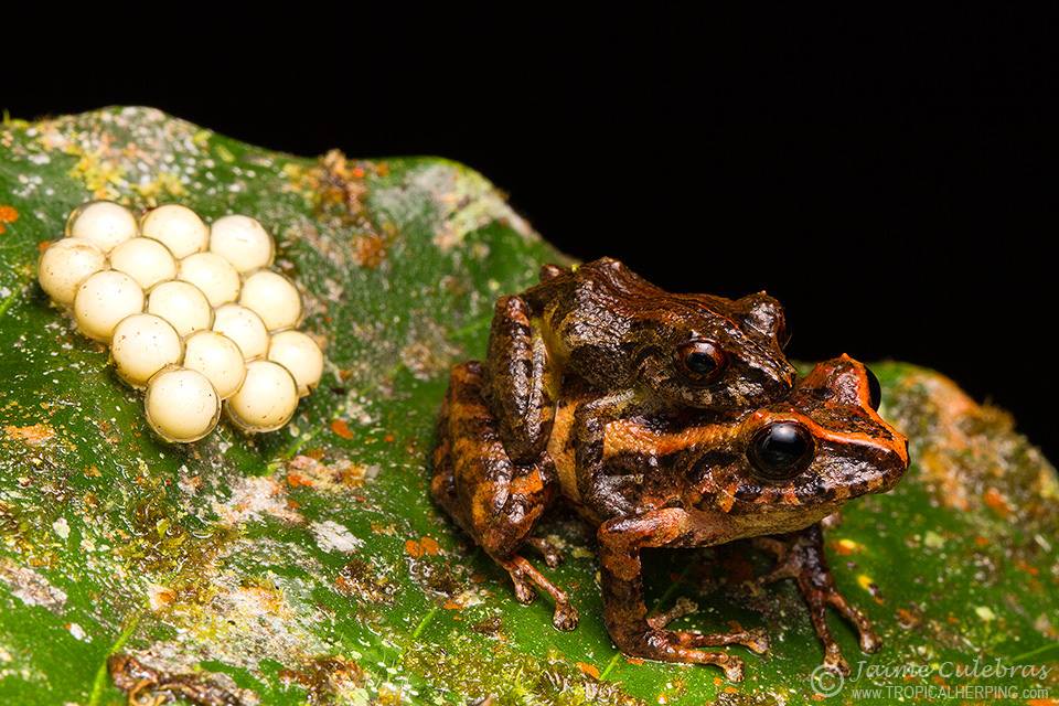 Familia al completo (Pristimantis latidiscus) en la Reserva Itapoa