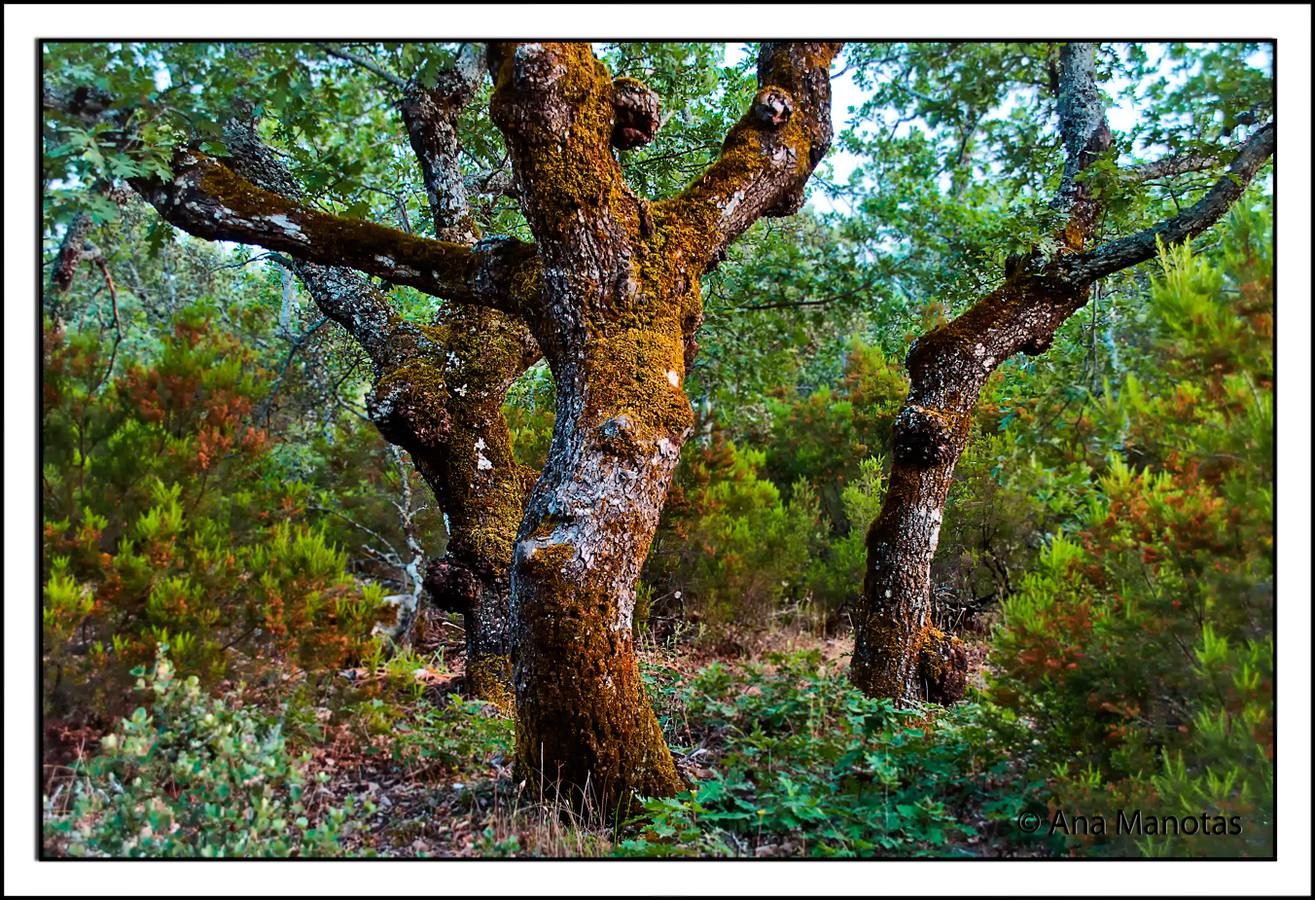 Valle de Viejas en Las Villuercas