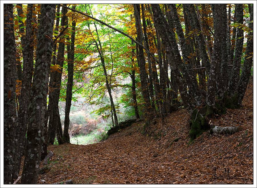 Bosque de castaños en Garciaz