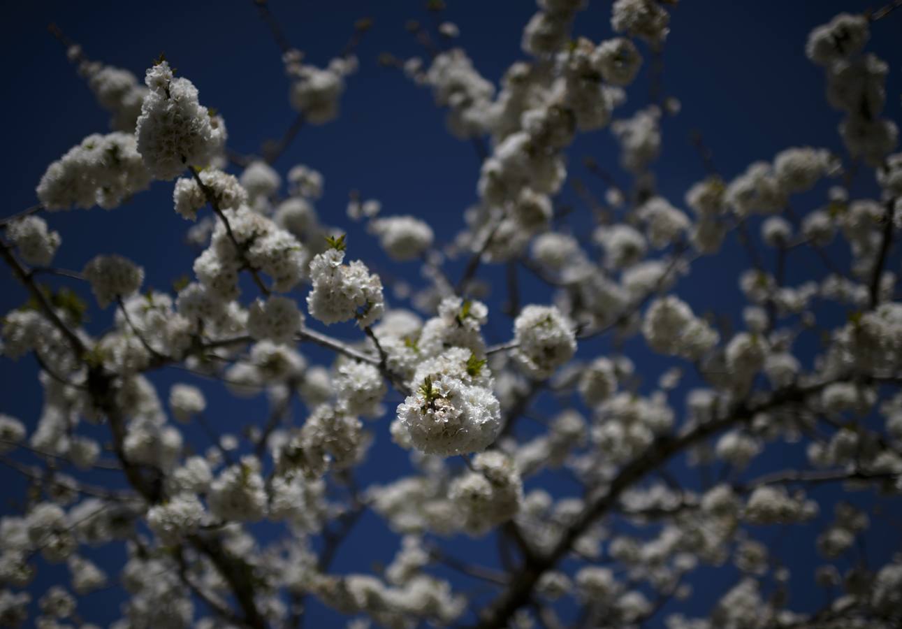 El Valle del Jerte muestra todo su esplendor en Semana Santa