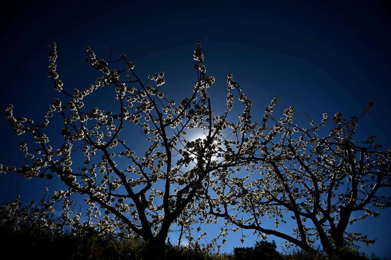 El Valle del Jerte muestra todo su esplendor en Semana Santa