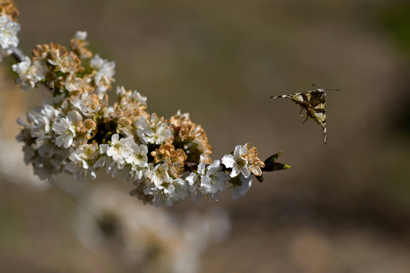 El Valle del Jerte muestra todo su esplendor en Semana Santa