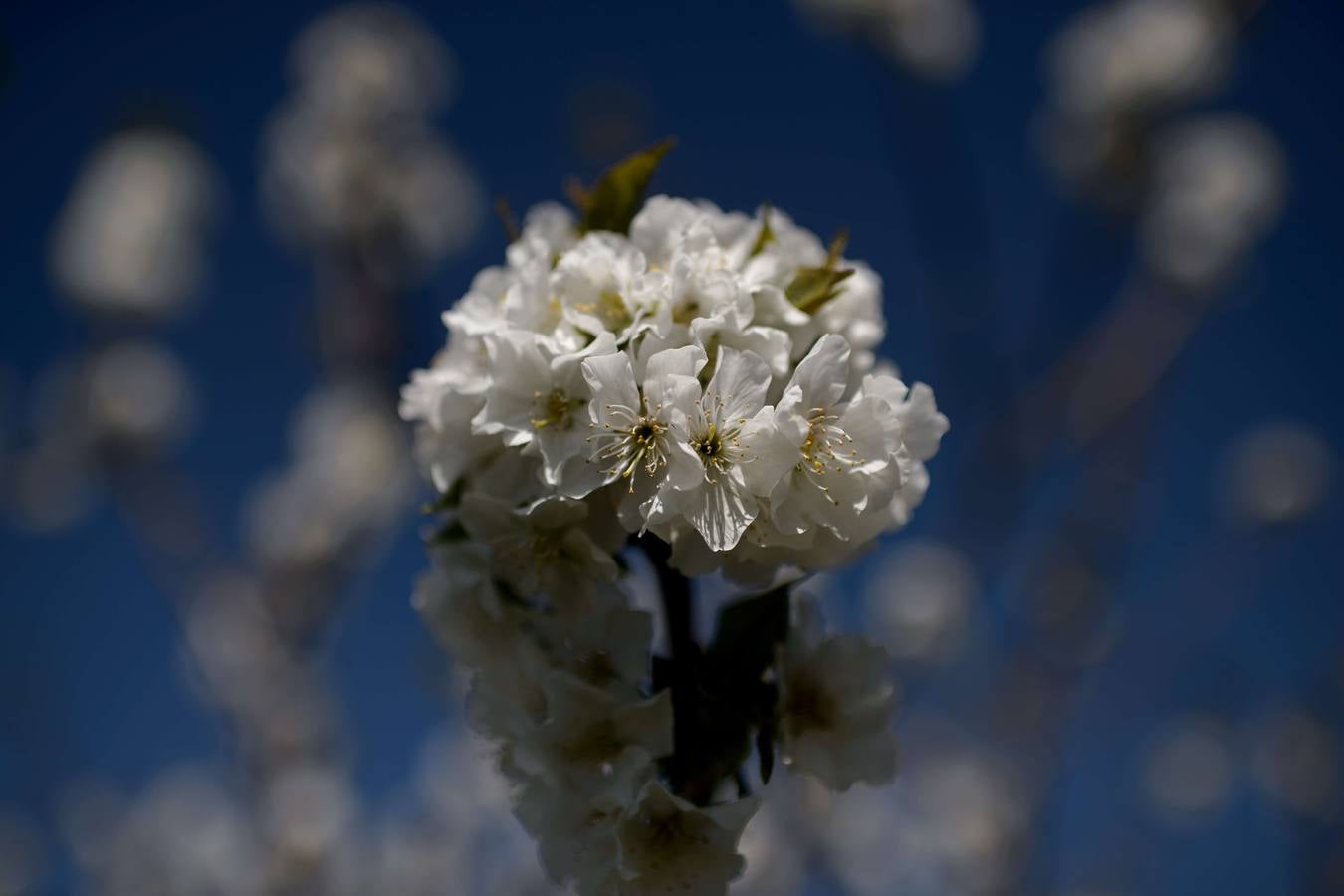 El Valle del Jerte muestra todo su esplendor en Semana Santa