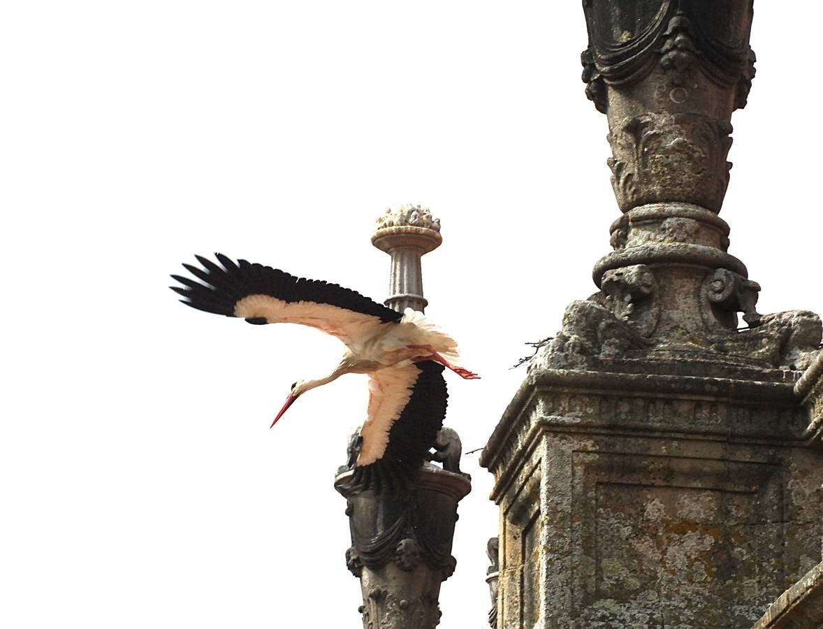 La Catedral de Plasencia y las Cigüeñas