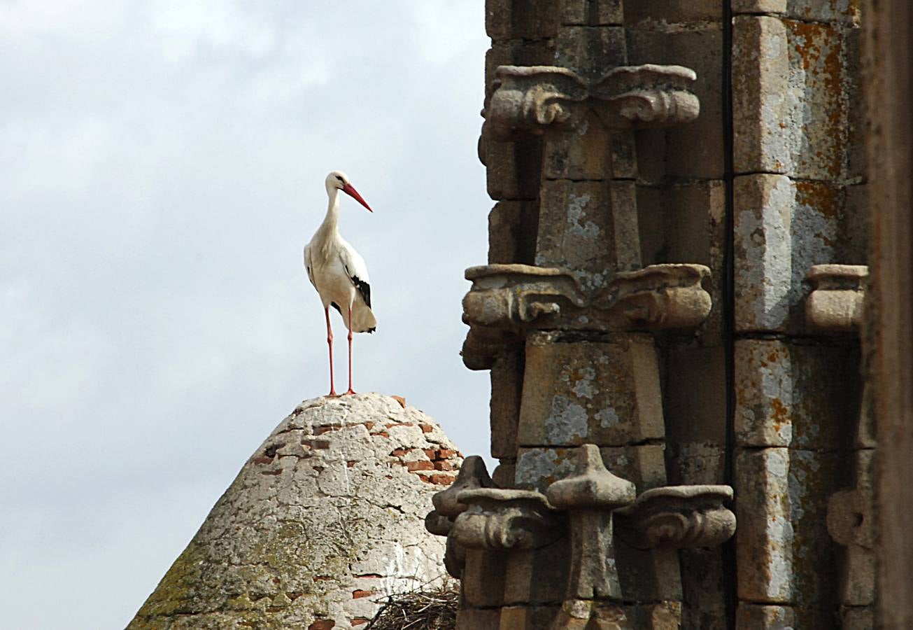 La Catedral de Plasencia y las Cigüeñas