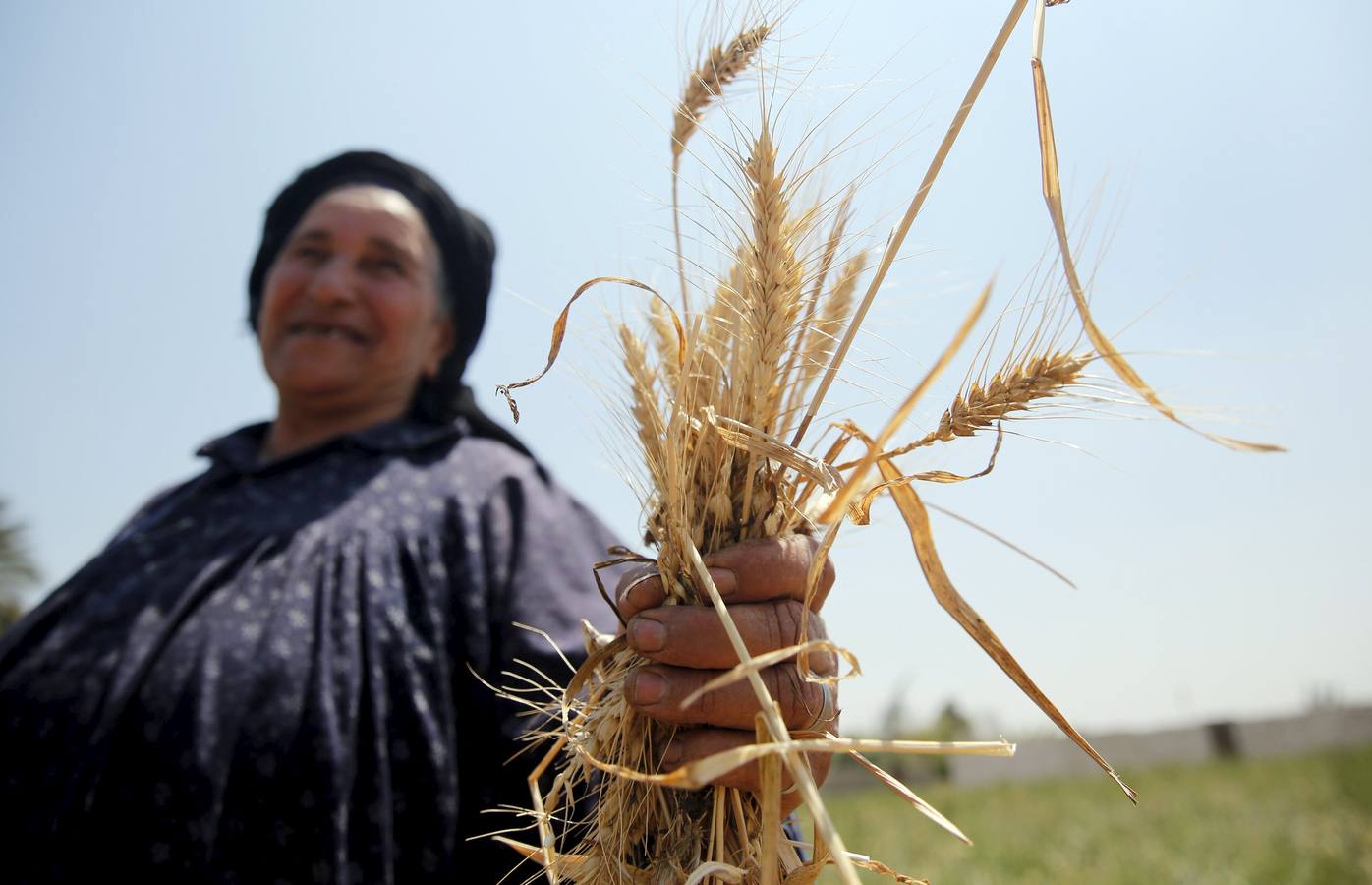 Recolección de trigo en Egipto