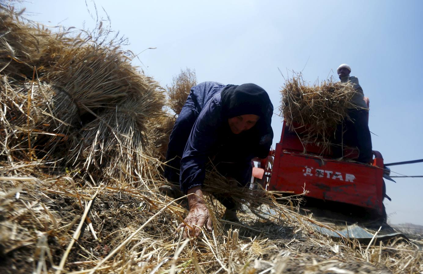 Recolección de trigo en Egipto