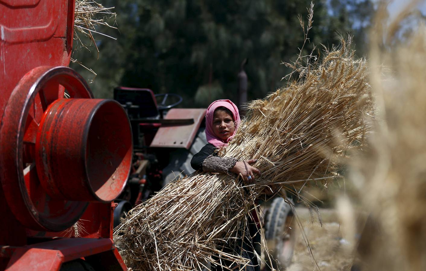 Recolección de trigo en Egipto