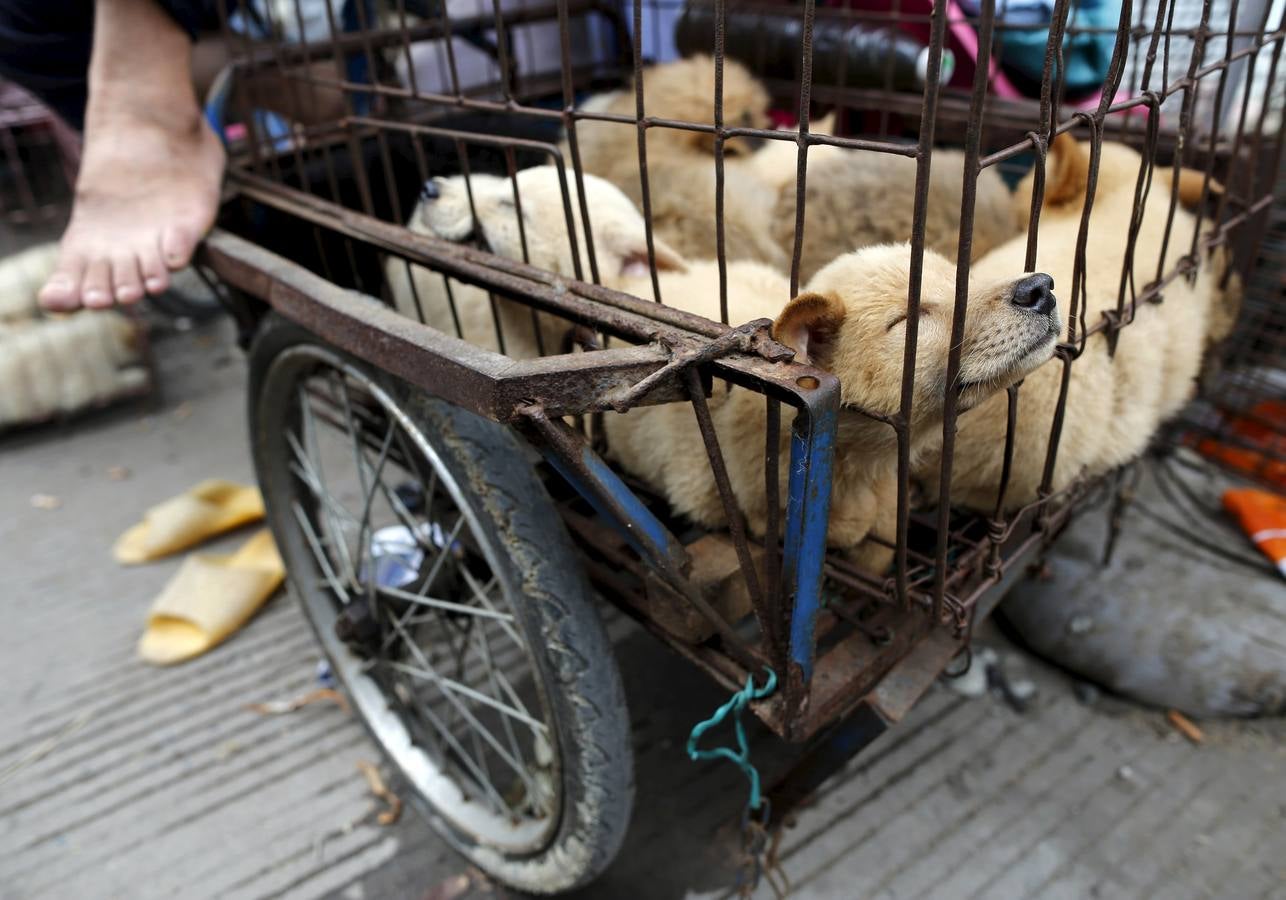 Lunes, 22 de junio. En el mercado, algunos perros se venden como mascotas, mientras que en otros se venden como carne para consumo humano. En la fiesta local de la ciudad de Yulin (China) es costumbre consumir carne de perro y lichis en la celebración del solsticio de verano. Fotografías: Kim Kyung-Hoon