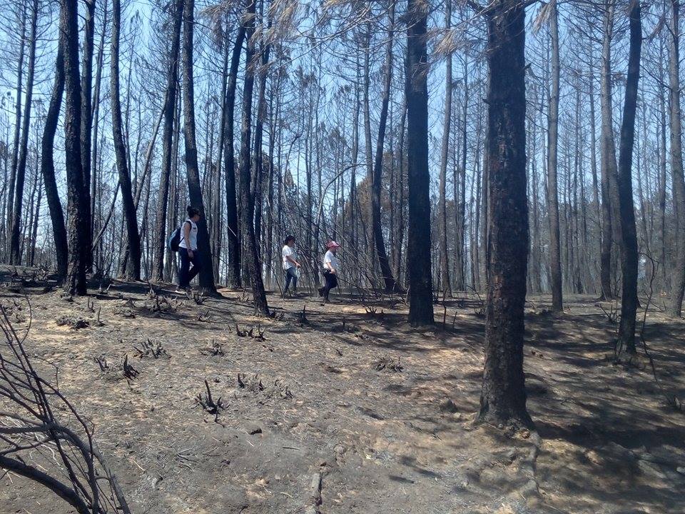 Batidas por el monte para salvar animales heridos por el fuego