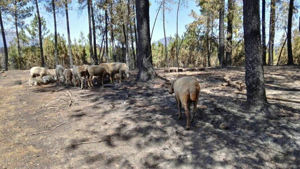 Batidas por el monte para salvar animales heridos por el fuego