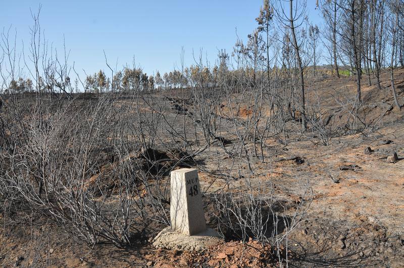 El fuego ha devorado cercad e 8.000 hectáreas de monte