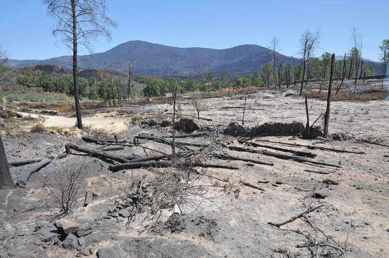 El fuego ha devorado cercad e 8.000 hectáreas de monte