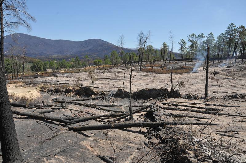 El fuego ha devorado cercad e 8.000 hectáreas de monte