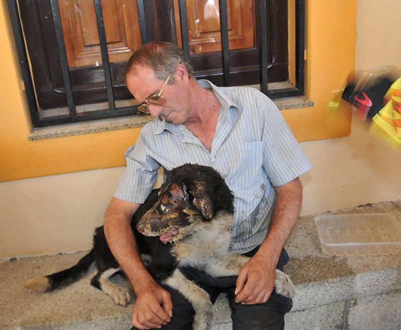 Rocky, un perro hallado con graves quemaduras en una finca de Acebo, fue atendido por veterinarios y trasladado a un clínica de Salamanca