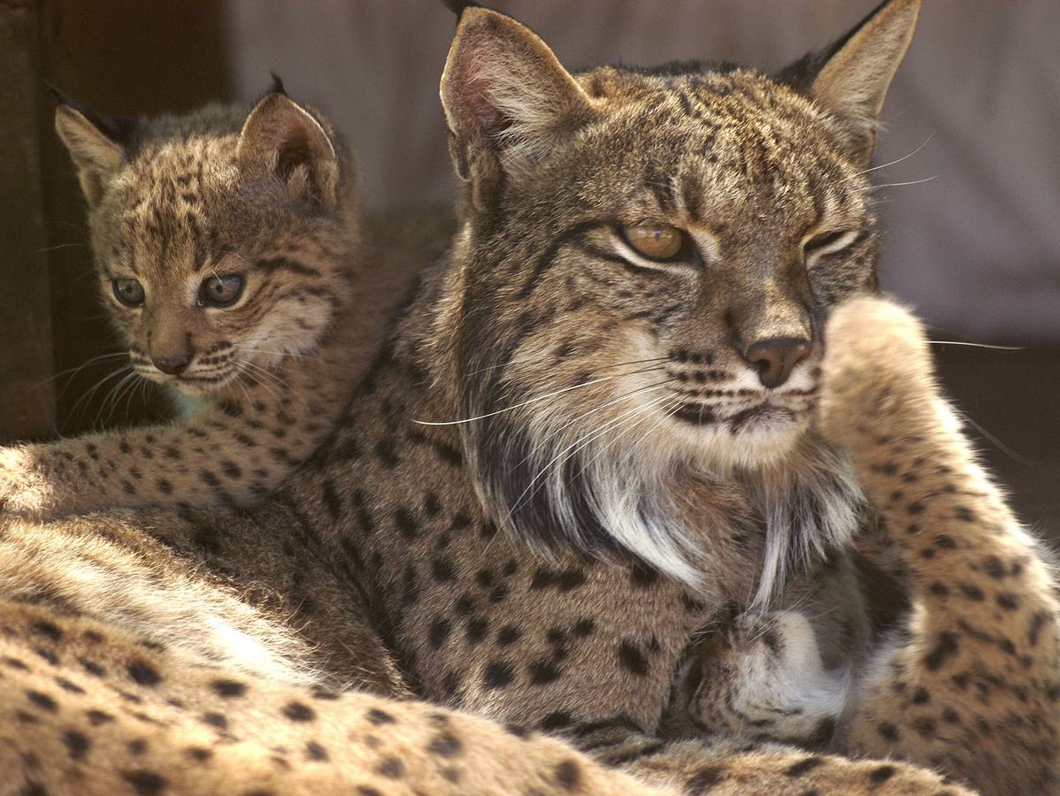 Martes, 1 de septiembre: En 2002 solo había 94 linces. Trece años después hay 300. En Extremadura en el Valle de Matachel (Badajoz) residen una colonia de linces ibéricos. Fotografía: Archivo