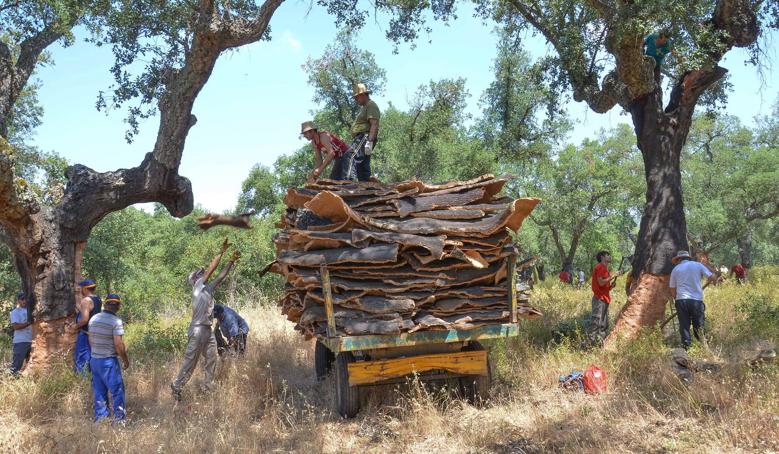 La dehesa extremeña se descorcha