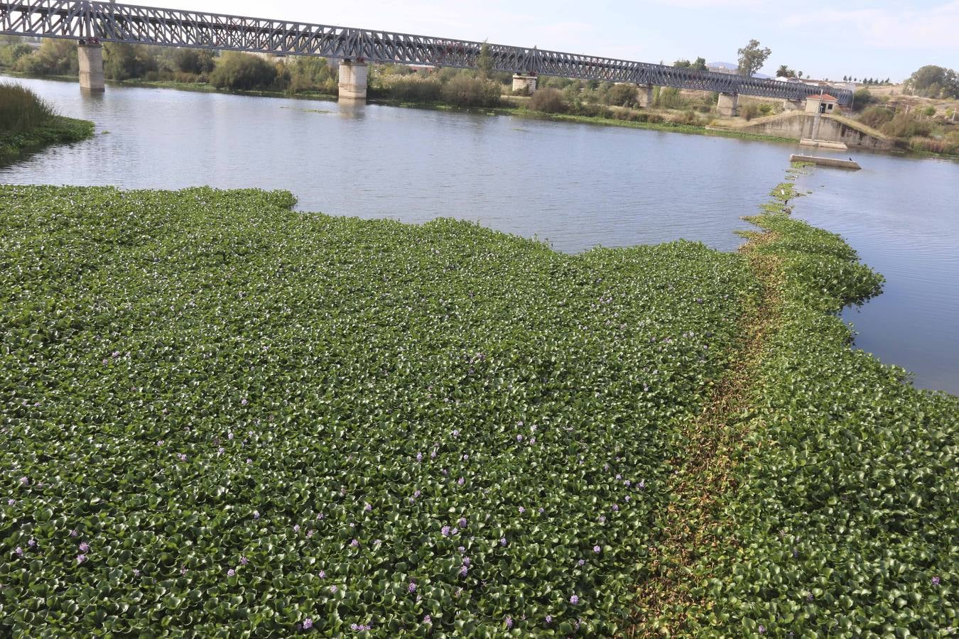 El Guadiana y el camalote, juntos diez años