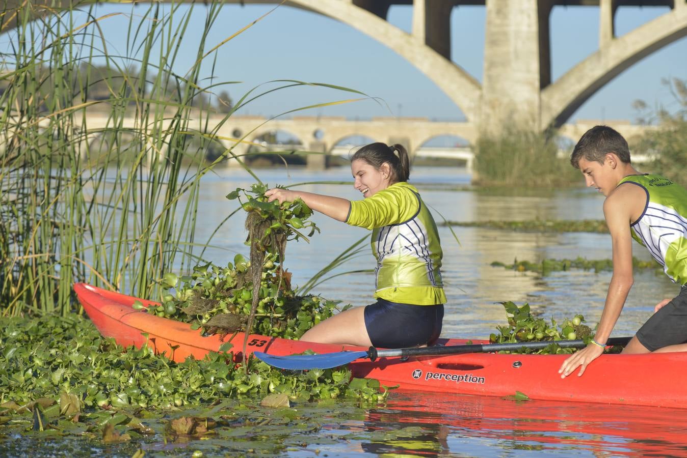 El Club de Piragüismo de Badajoz quita camalote del Guadiana