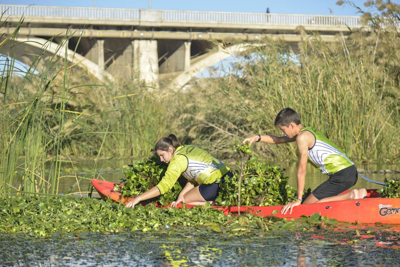 El Club de Piragüismo de Badajoz quita camalote del Guadiana