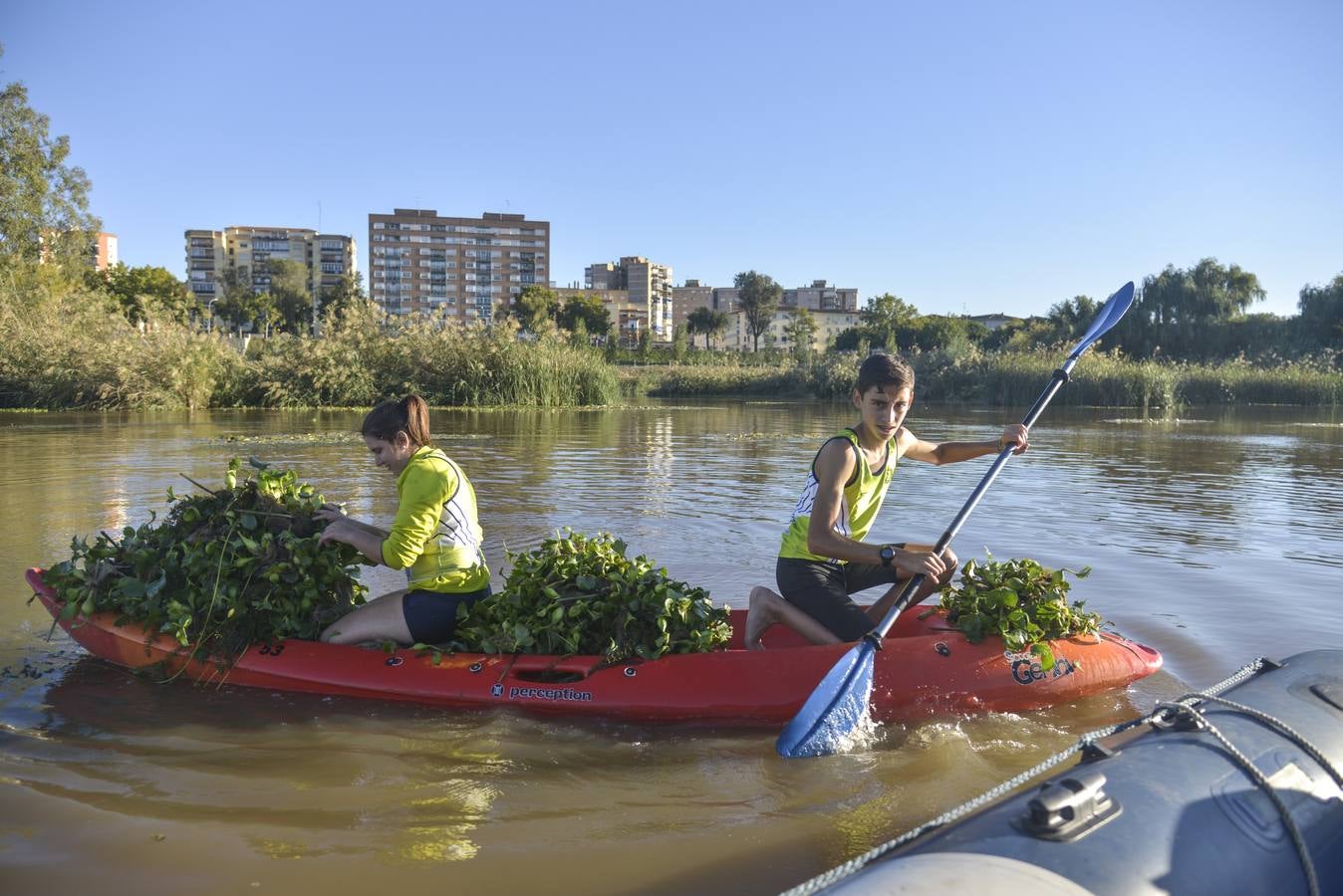 El Club de Piragüismo de Badajoz quita camalote del Guadiana