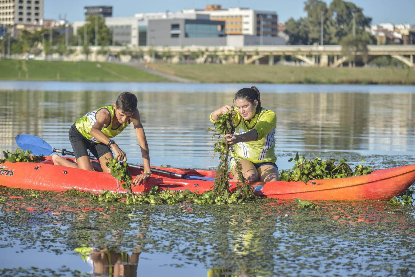 El Club de Piragüismo de Badajoz quita camalote del Guadiana