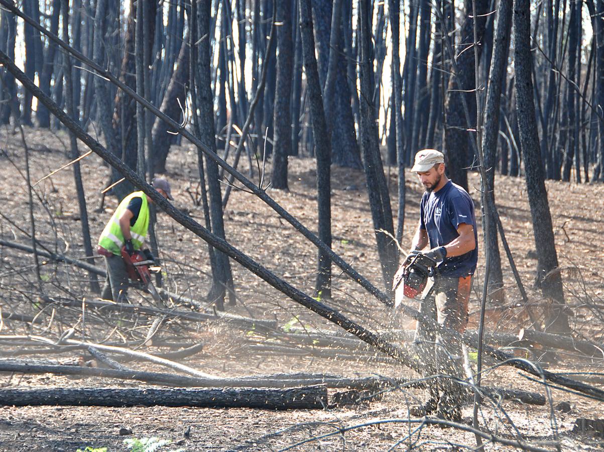 Trabajos de reforestación en Gata