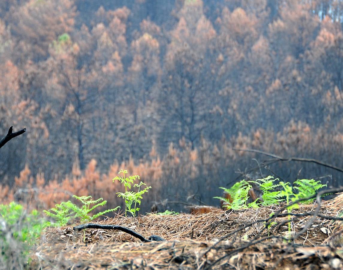 Trabajos de reforestación en Gata