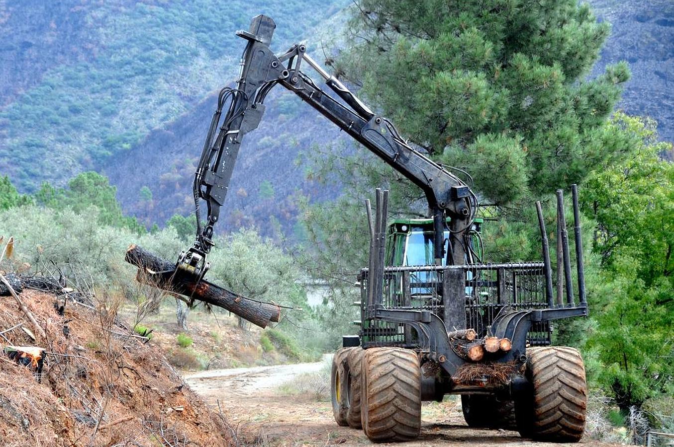 Trabajos de reforestación en Gata