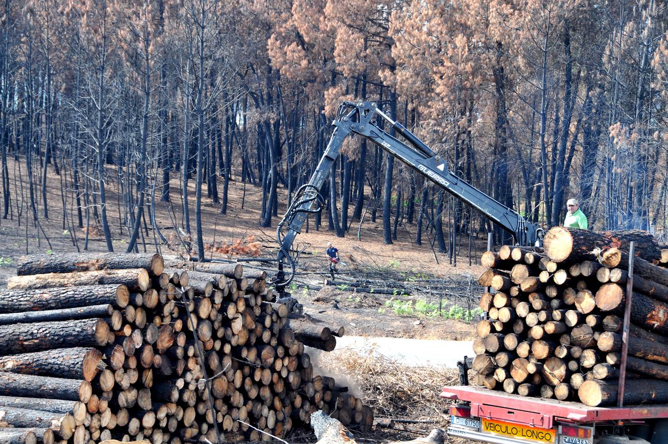 Trabajos de reforestación en Gata