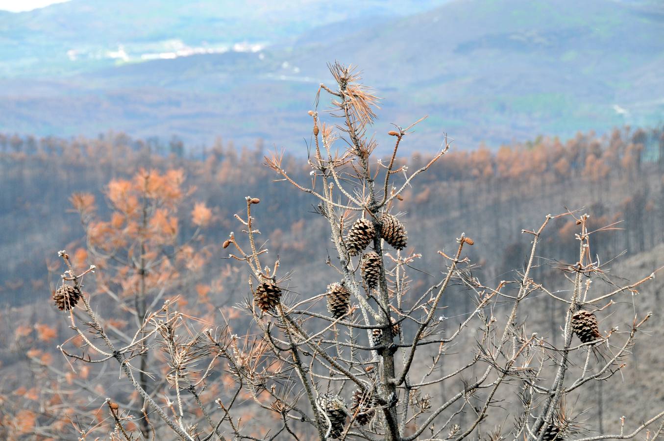 Trabajos de reforestación en Gata