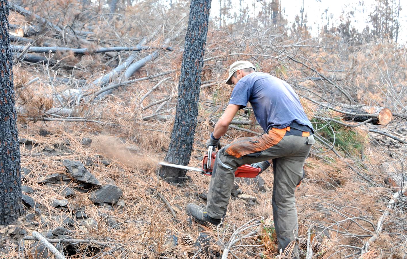 Trabajos de reforestación en Gata