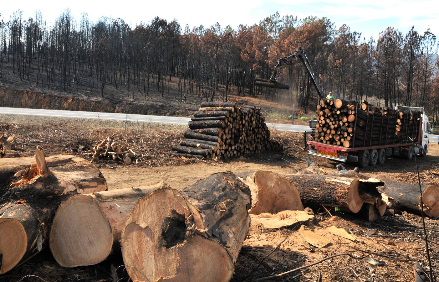 Trabajos de reforestación en Gata