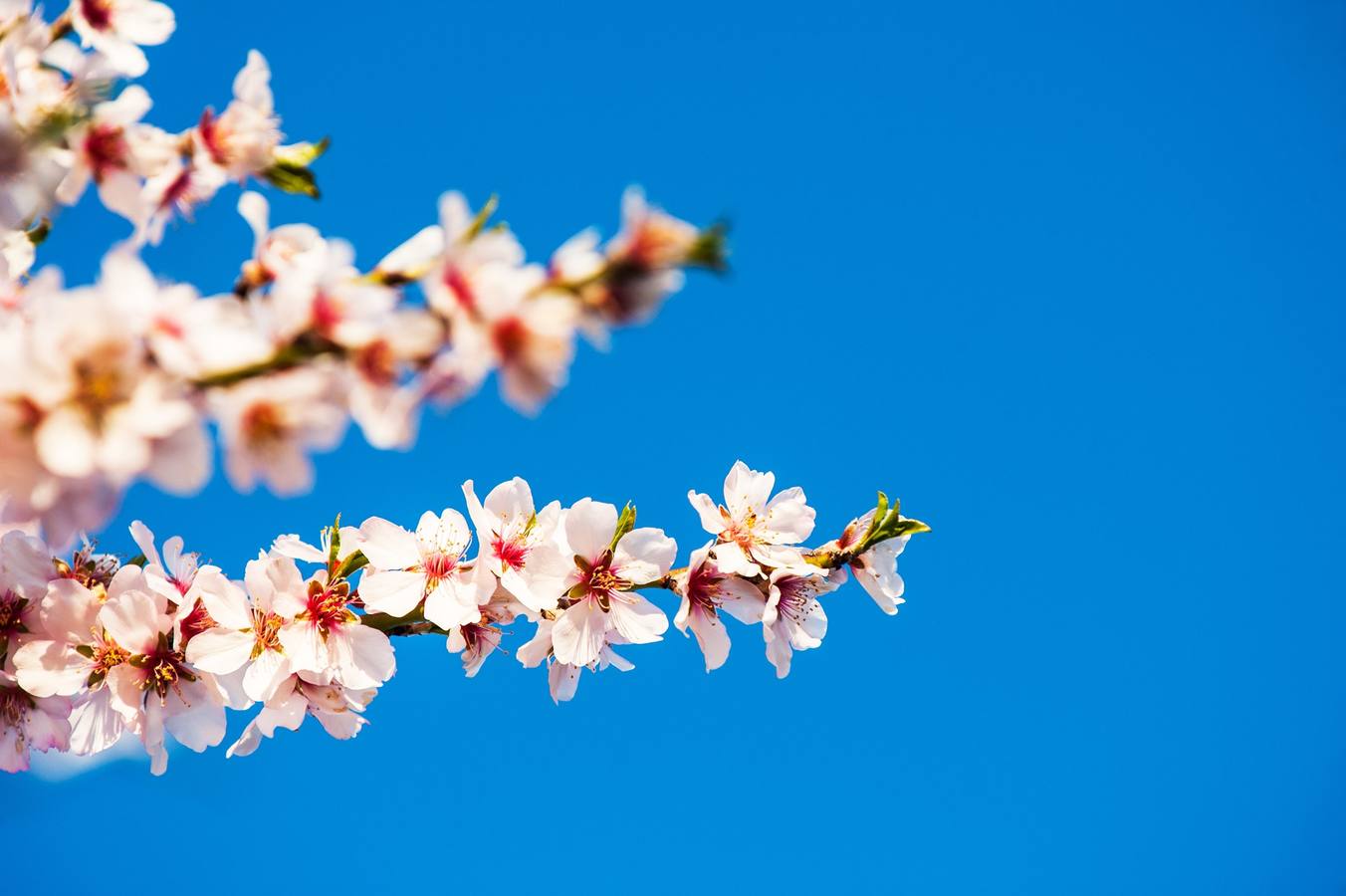 Detalle de flores de Almendro Real