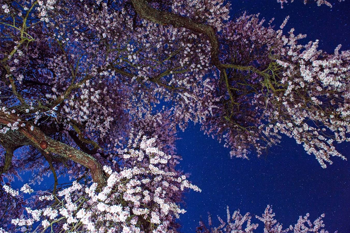 Flores y estrellas sobre el Almendro Real