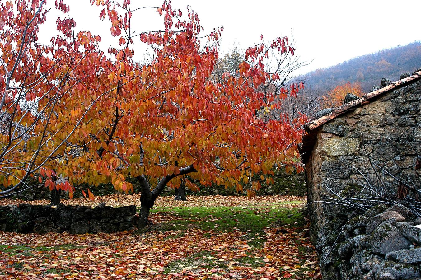 El otoño en el Valle del Jerte