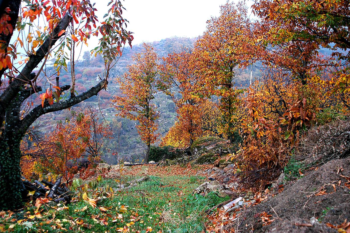 El otoño en el Valle del Jerte