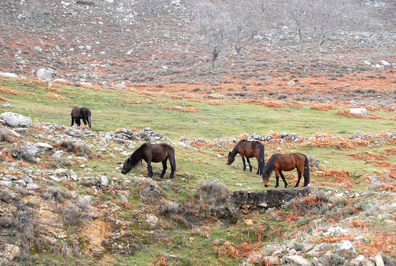 El otoño en el Valle del Jerte