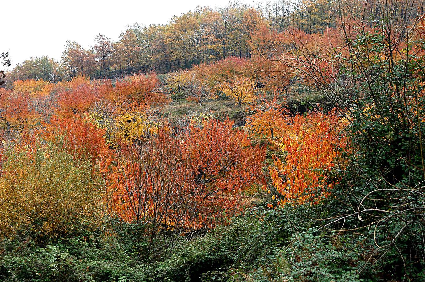 El otoño en el Valle del Jerte