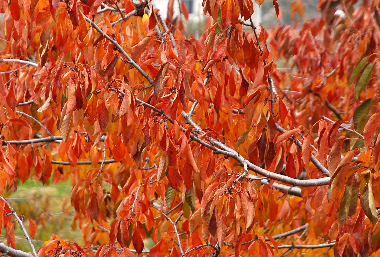 El otoño en el Valle del Jerte