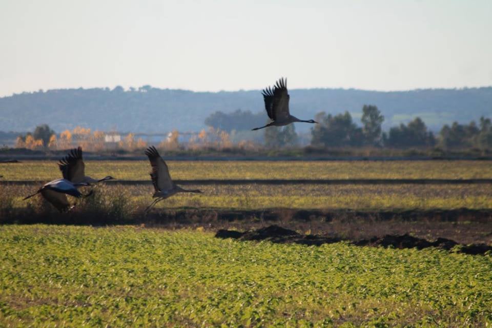 Las grullas siguen fieles al invierno extremeño