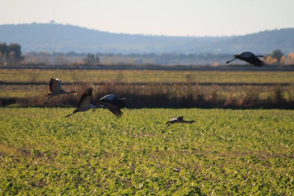 Las grullas siguen fieles al invierno extremeño