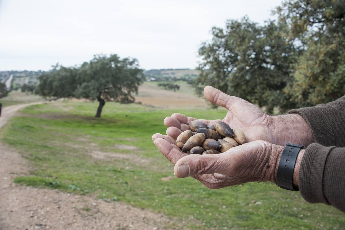 Los Campos Comunales de Oliva de Frontera