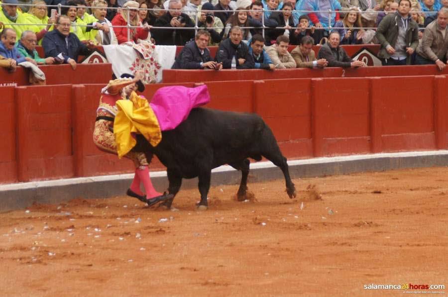 Brutal cogida del torero extremeño Miguel Ángel Perera en Salamanca.