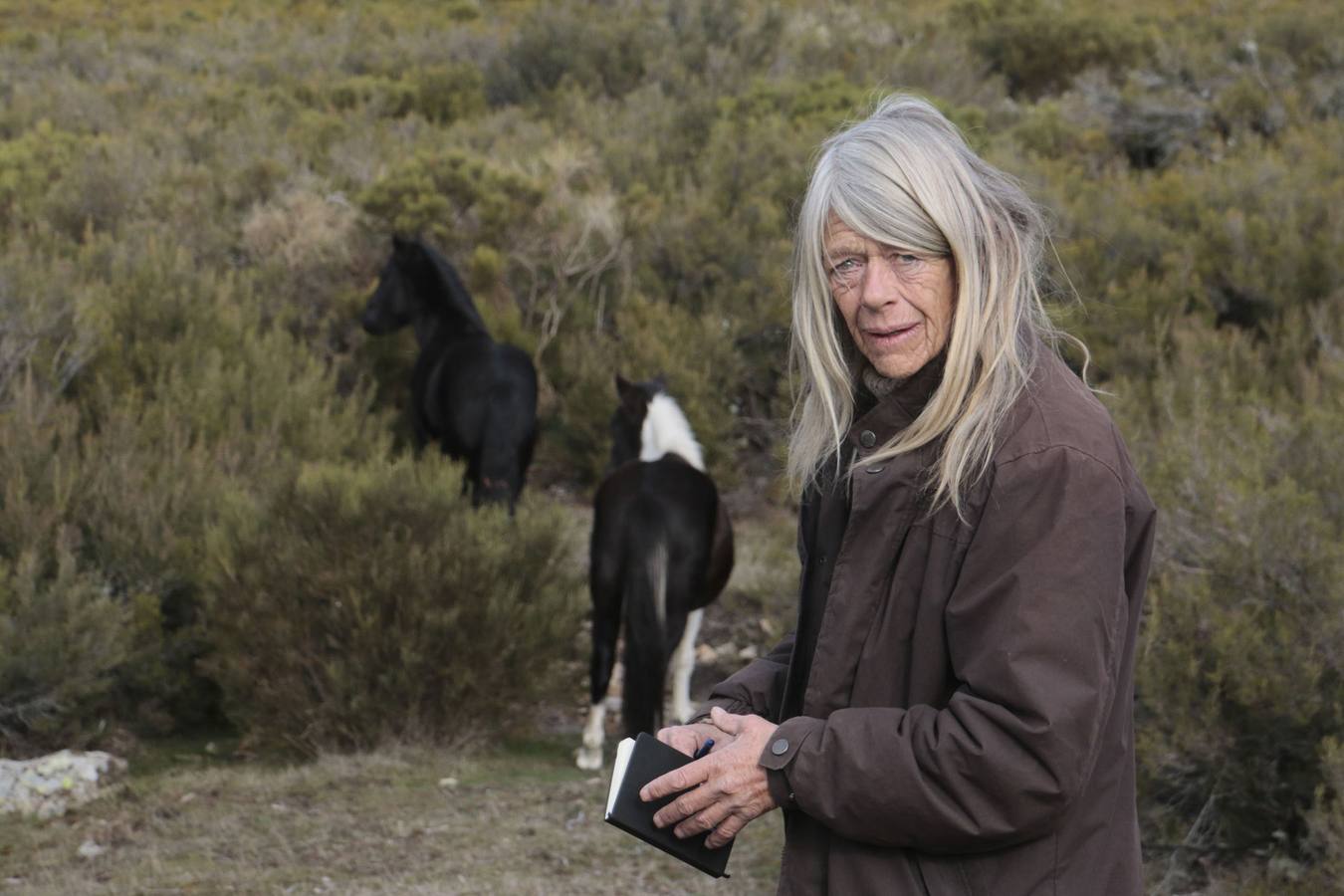 Los caballos más salvajes de Europa trotan en la Vera