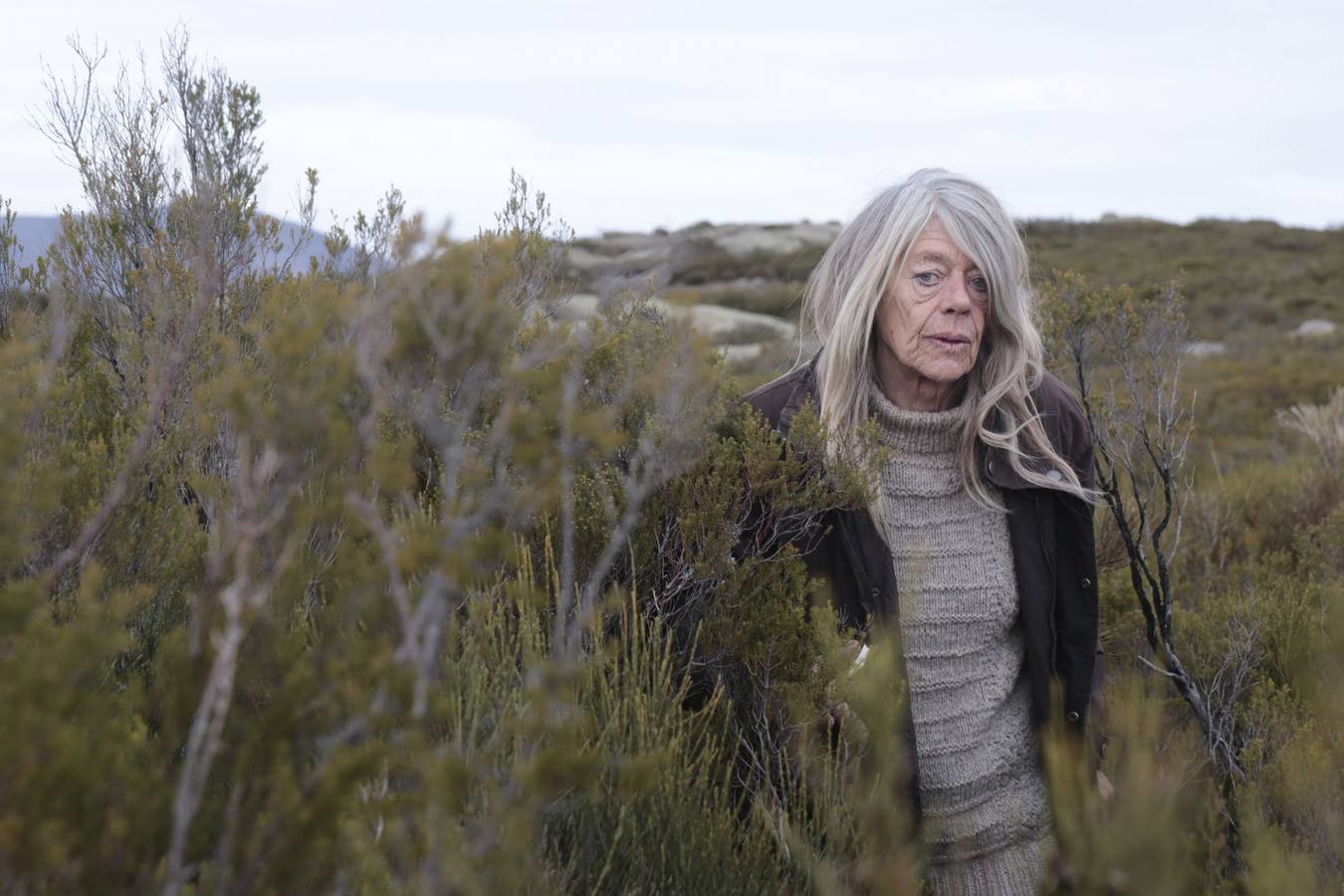 Los caballos más salvajes de Europa trotan en la Vera