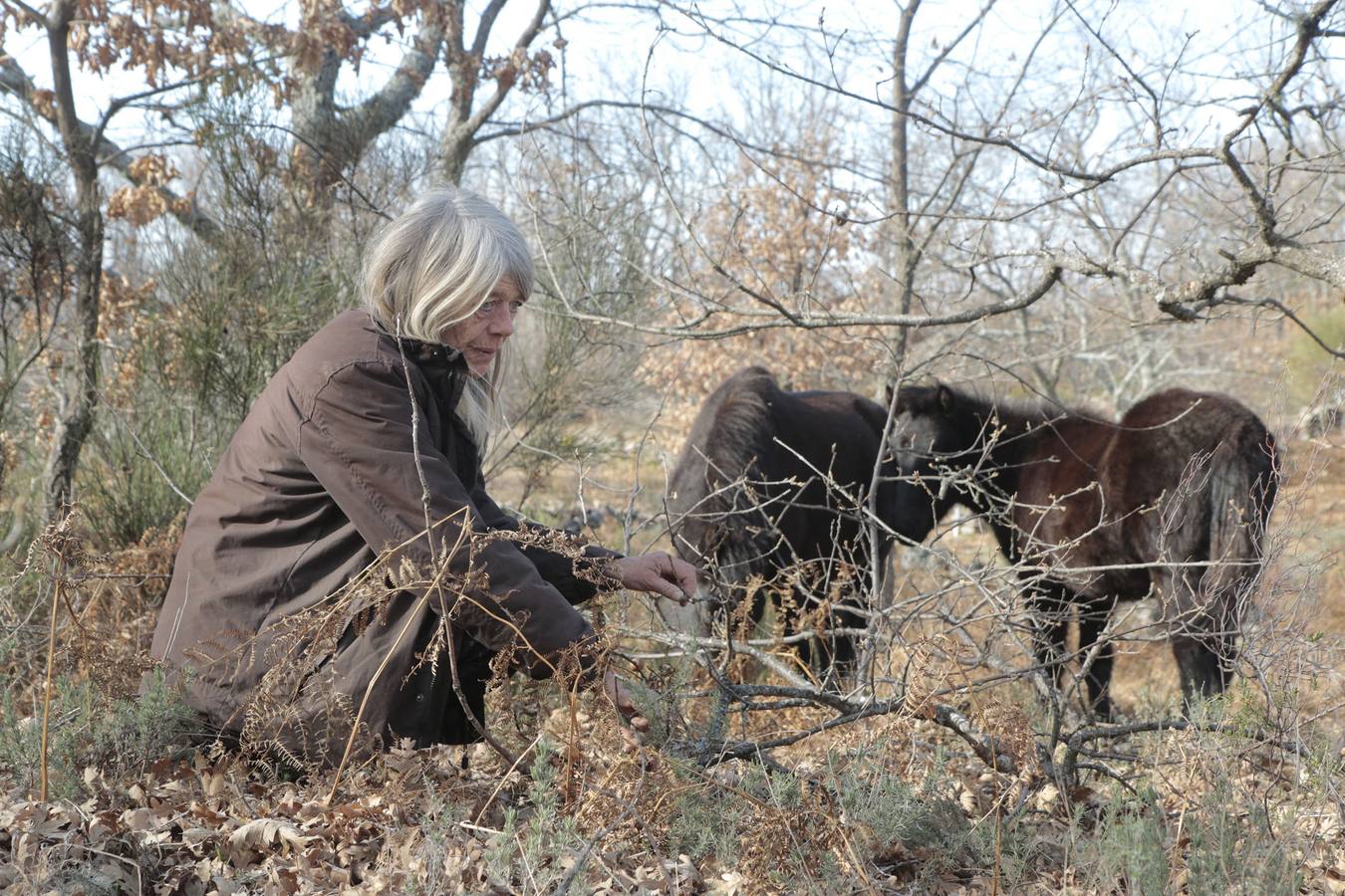 Los caballos más salvajes de Europa trotan en la Vera