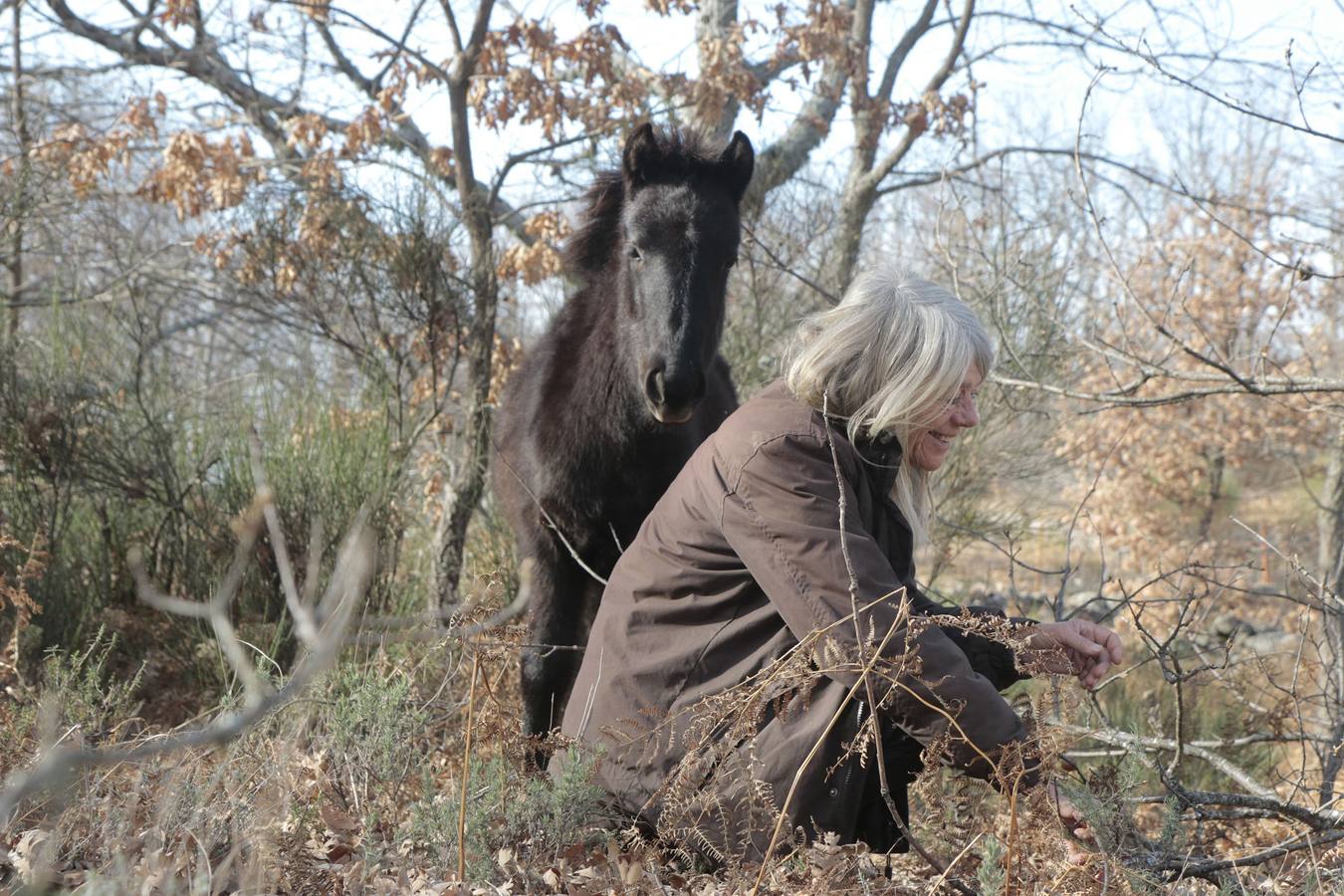 Los caballos más salvajes de Europa trotan en la Vera