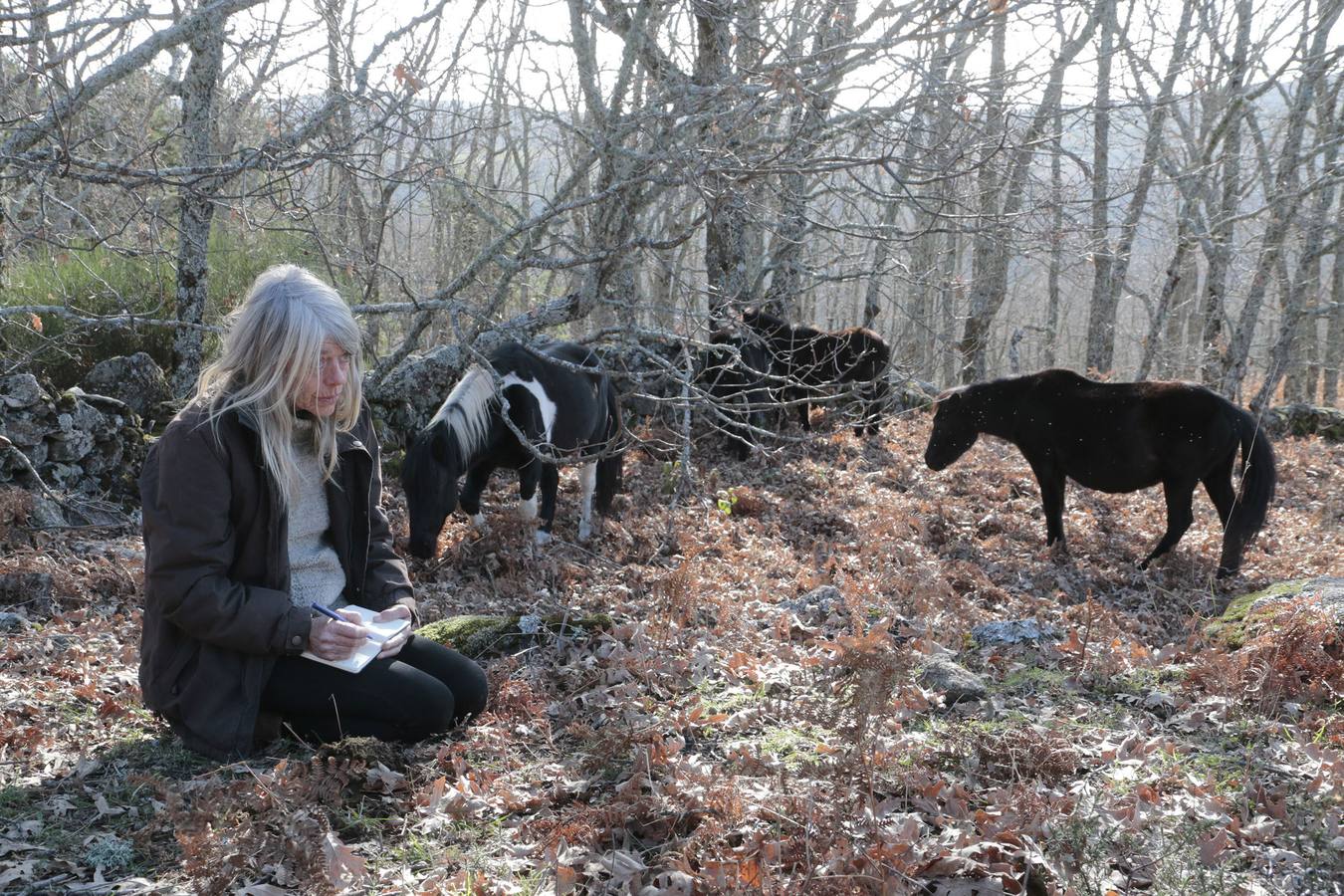 Los caballos más salvajes de Europa trotan en la Vera